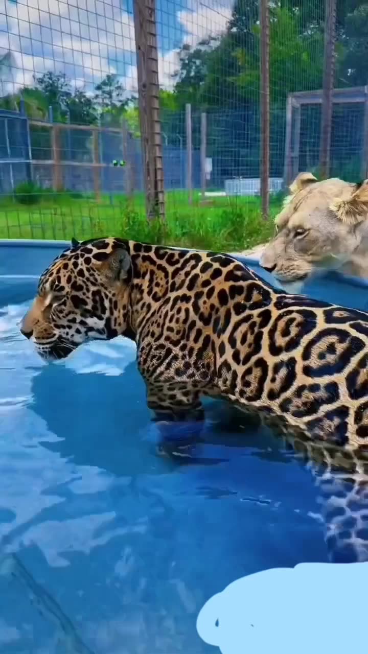 Domestic leopard bathing in the water tup beautiful view