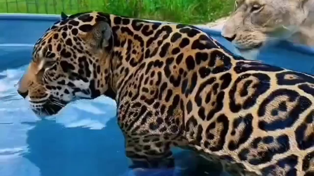 Domestic leopard bathing in the water tup beautiful view