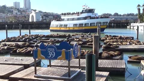 San Francisco, CA — Pier 39 - Sea Lions #2