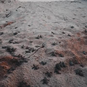 Tortoise In The Land Water #Tortoise_In_The_Land_Water#animals_Nuture #tortoise #Tortoise