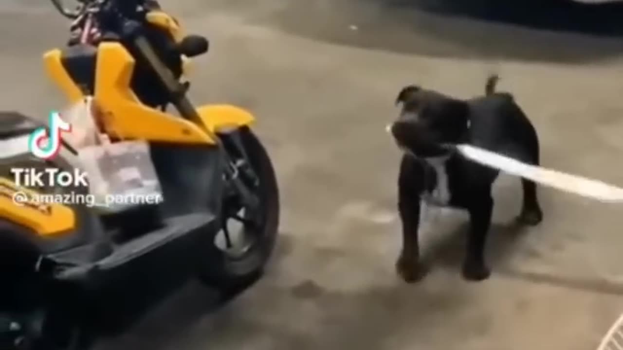 Best Funny Animals Videos #cats #funnyanimals #shorts #funnydogs