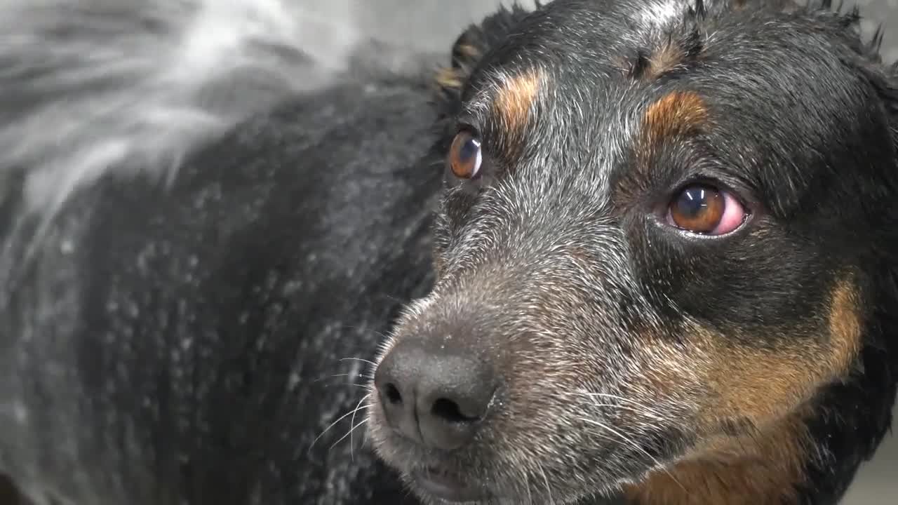 Don't mess with the Australian Cattle Dog