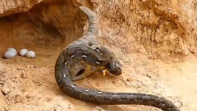 Snake Attack Comodo Dragon Family