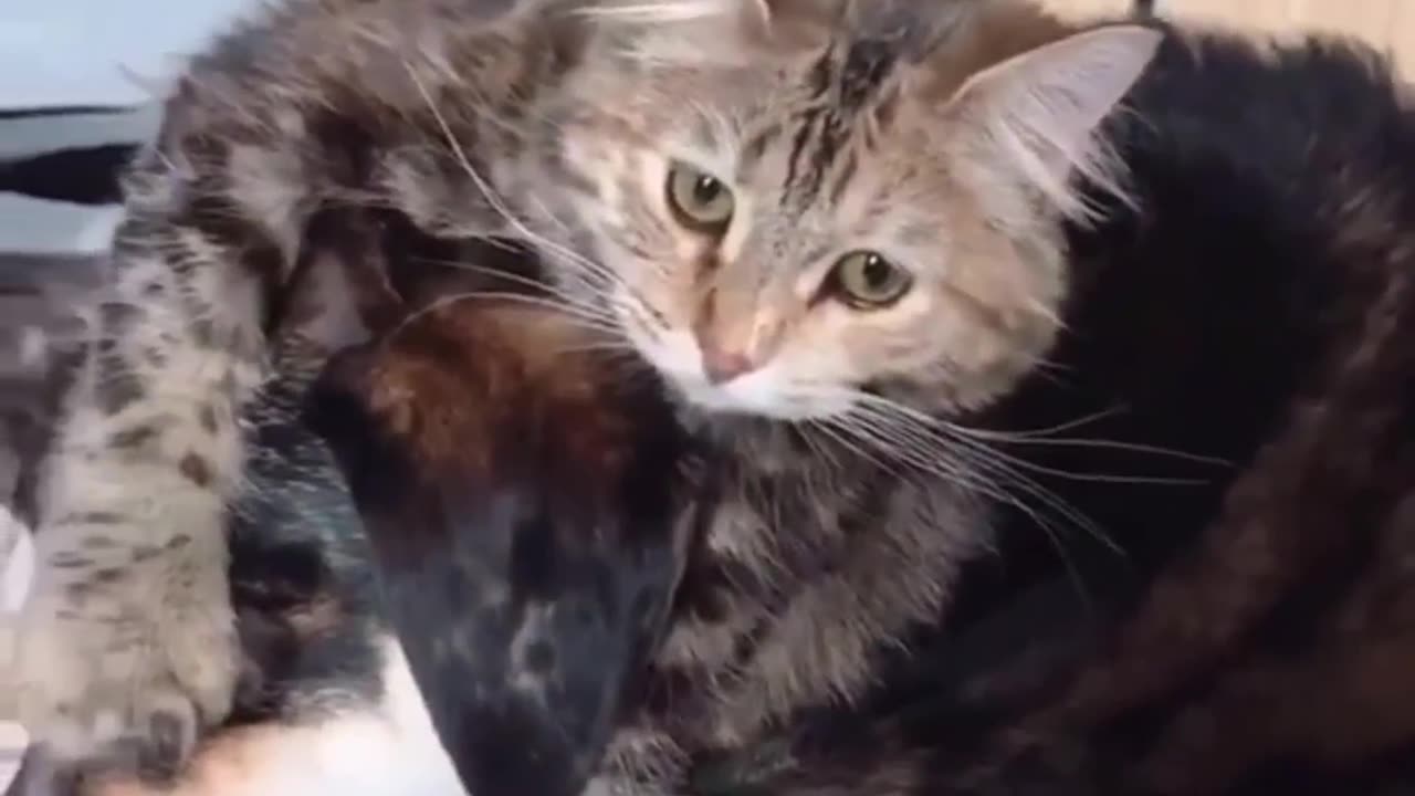 Cat playing with #dog