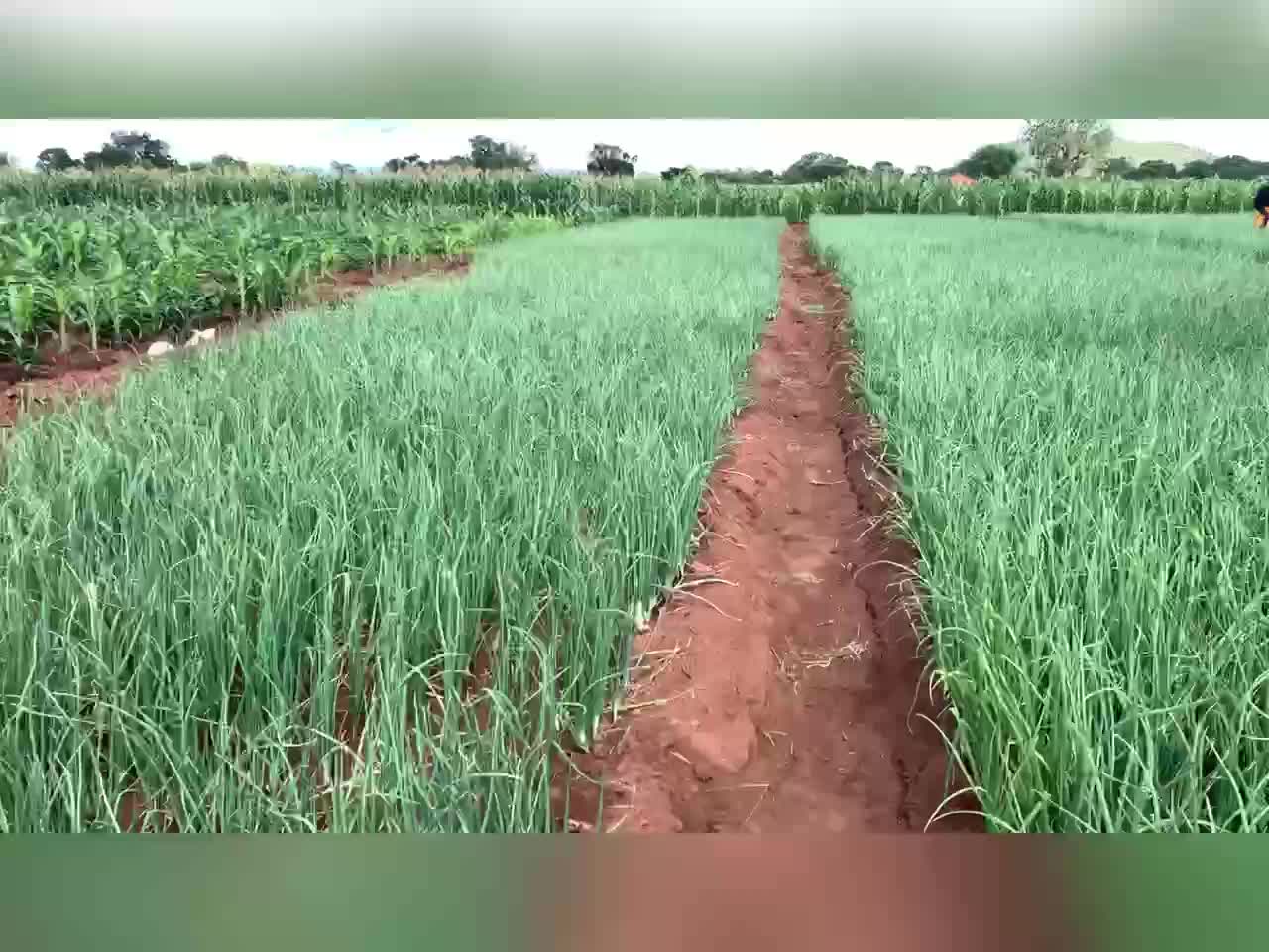 Onion farm