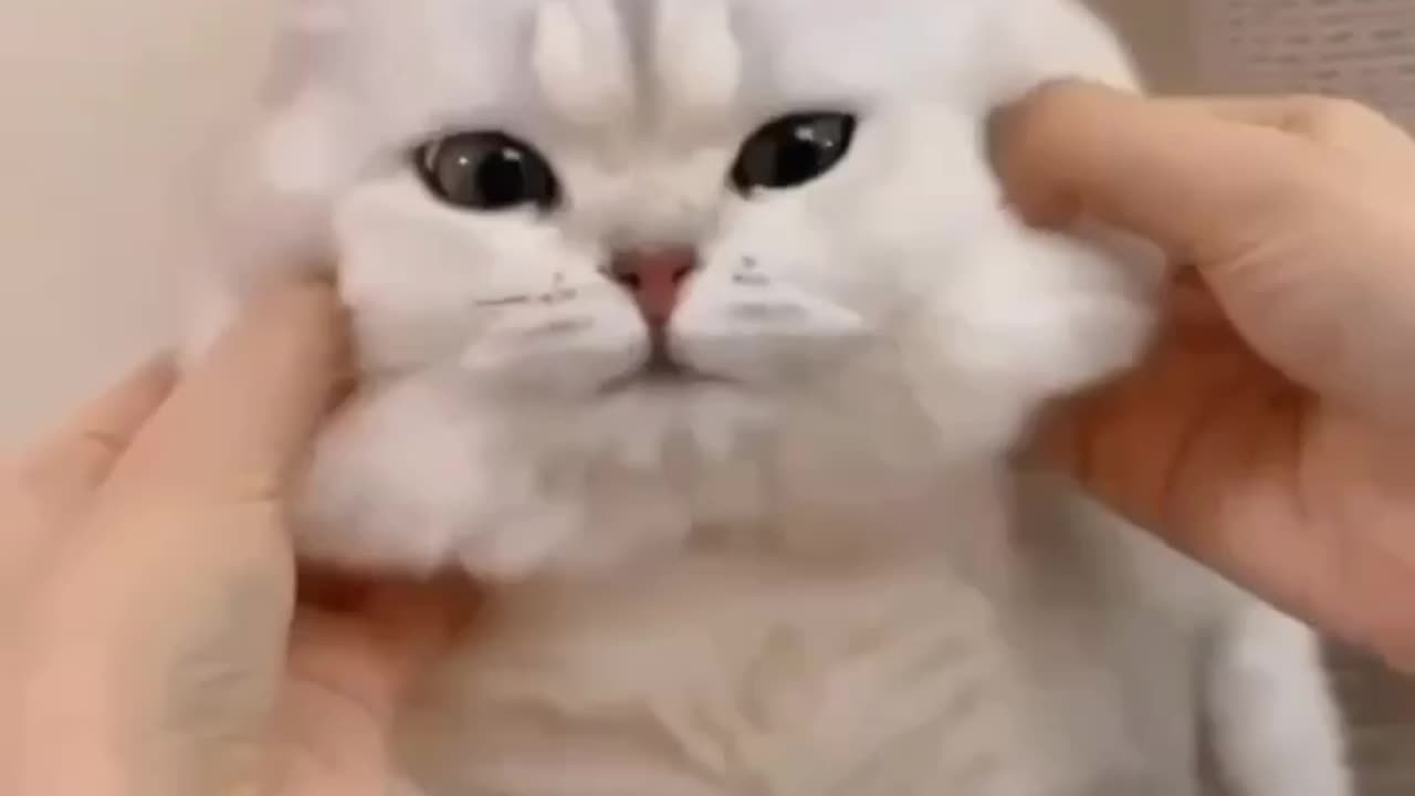 The Last Kitty!!!!