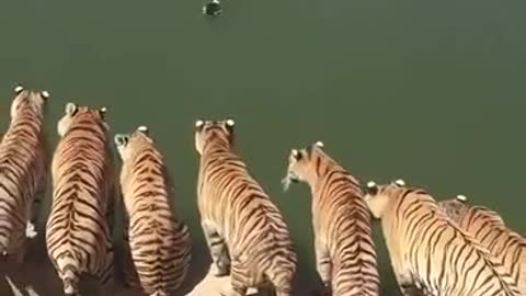 A group of tigers.