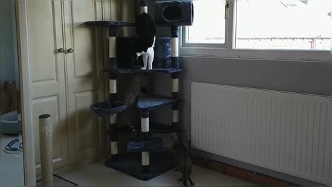 Bengal Kittens React To New Cat Tree