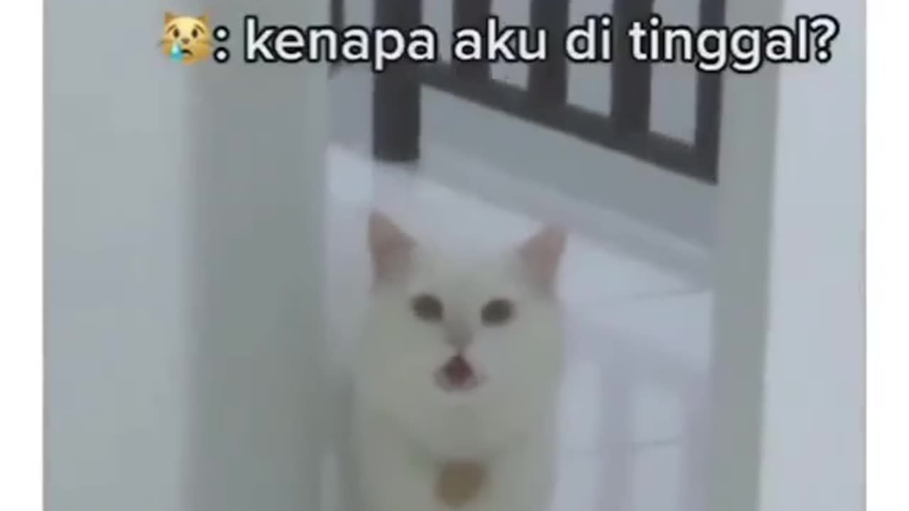 Funny Cat Looking for Her Mom