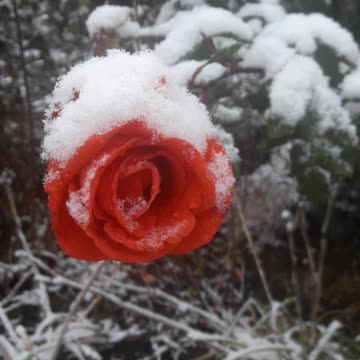 Snow Rose