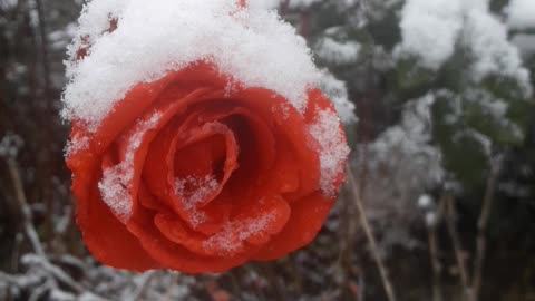 Snow Rose