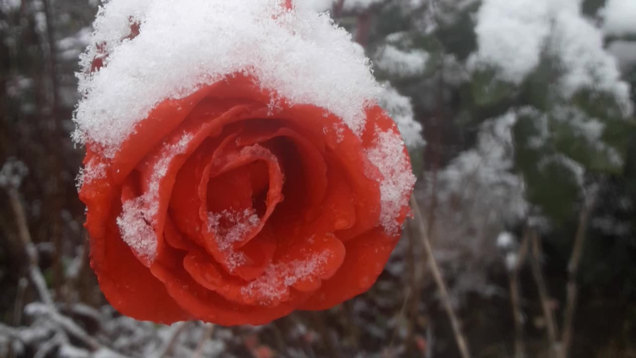 Snow Rose