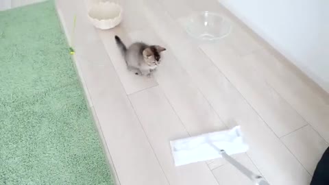 Kitten Kiki is afraid of floor wiper, but not of daddy cat!