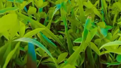 Beautiful Natural Grass Shooting 🌠🌠🌠