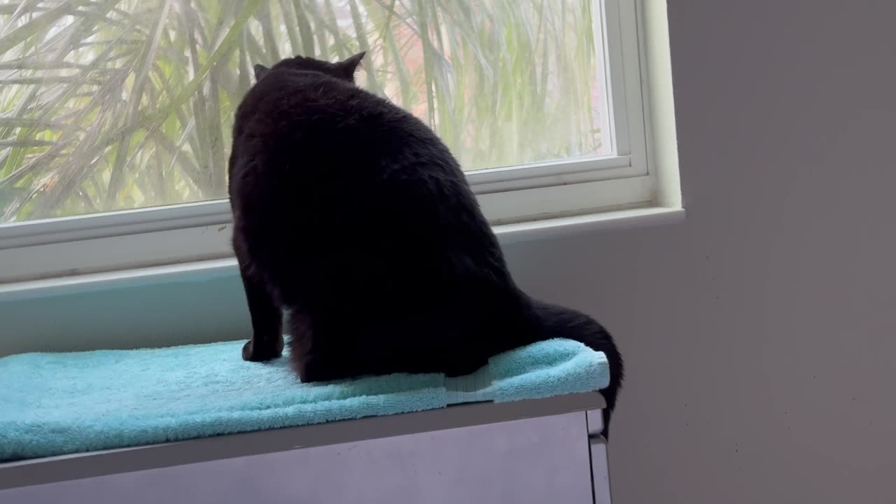 Cute Precious Piper Demonstrates How to Sit in the Spa - Adopting a Cat from a Shelter Vlog