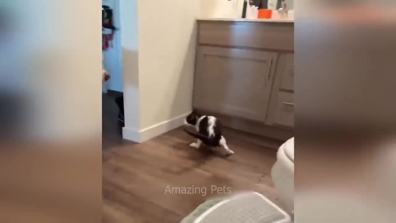 FUNNIEST CATS AND DOGS