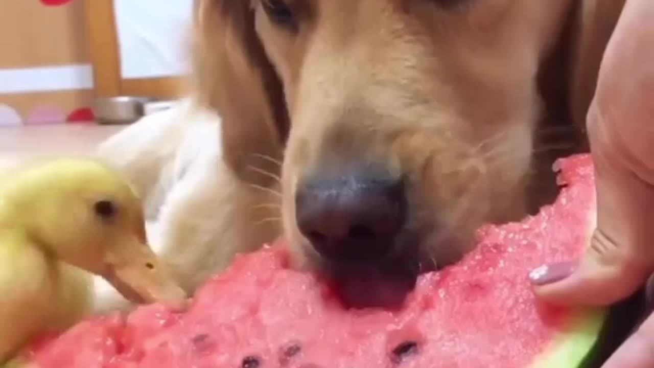 Funny Dogs viral