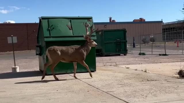 Gigantic deer stroll past guy on his lunch break #shorts