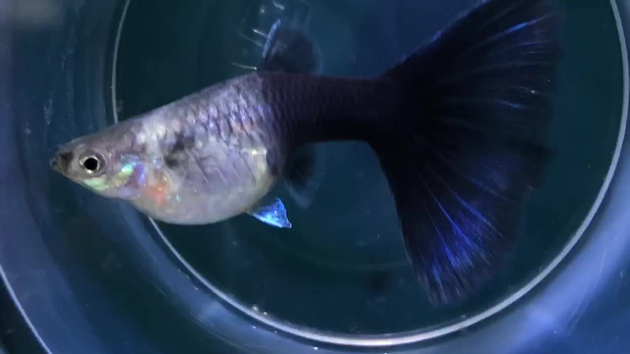 Guppy Fish. Female I.D Haft Black Blue Guppy