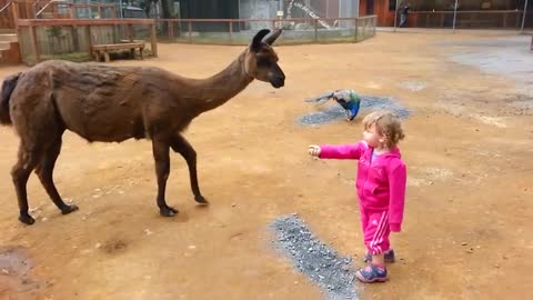 try-not-to-laugh-funny-babies-at-the-zoo-laugh-trigger