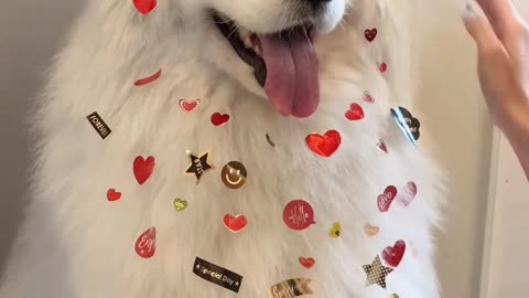 Cute Dog getting ready for Christmas 🎄🎁