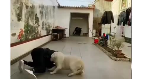 Funny dog moments #shorts