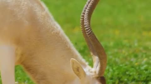 beautiful wild animals