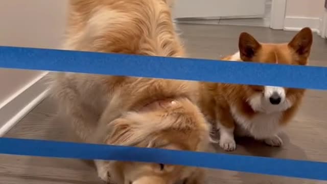 Who would know these tapes are so scary to doggo! 🤣