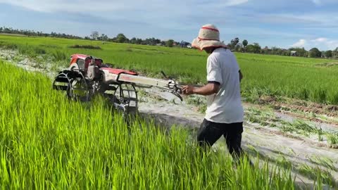 Tractor Plowed Rice Discard