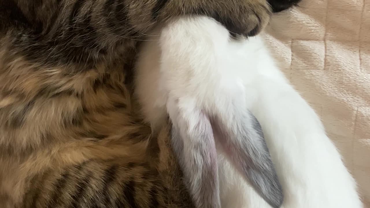 playing cat with rabbit