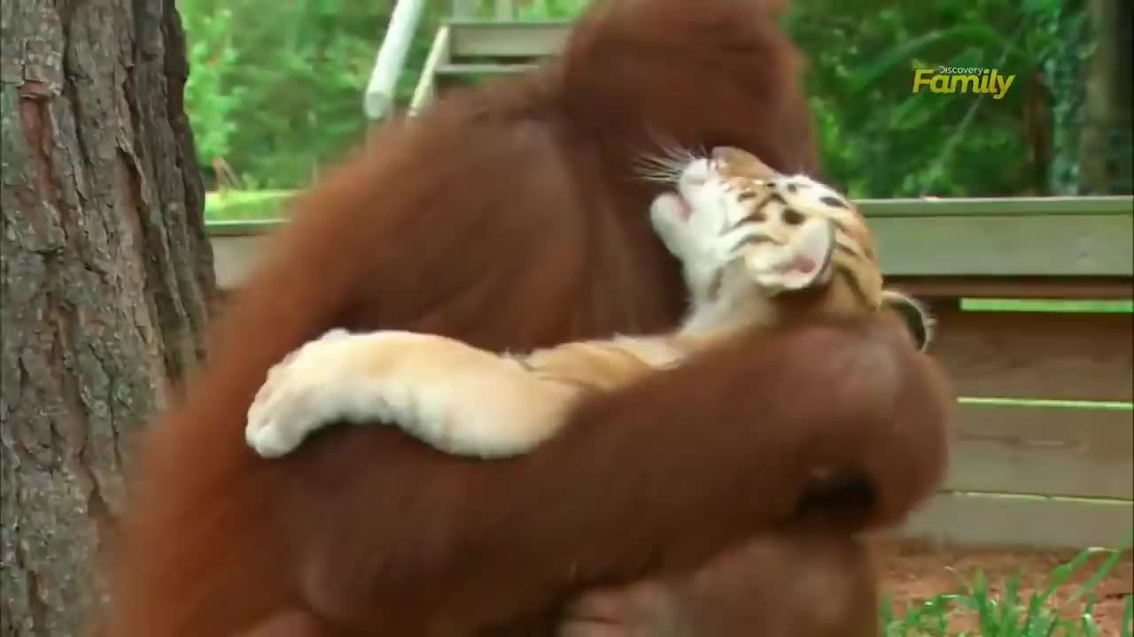 SUPER CUTE !!! Orangutan babysits tiger