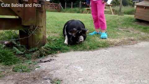 funniest animal videos