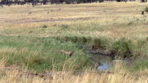 The Cheetah Hiding by the River