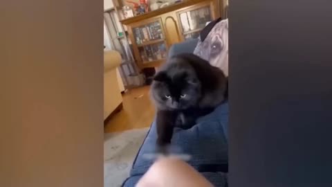 Funny cat and dogs video