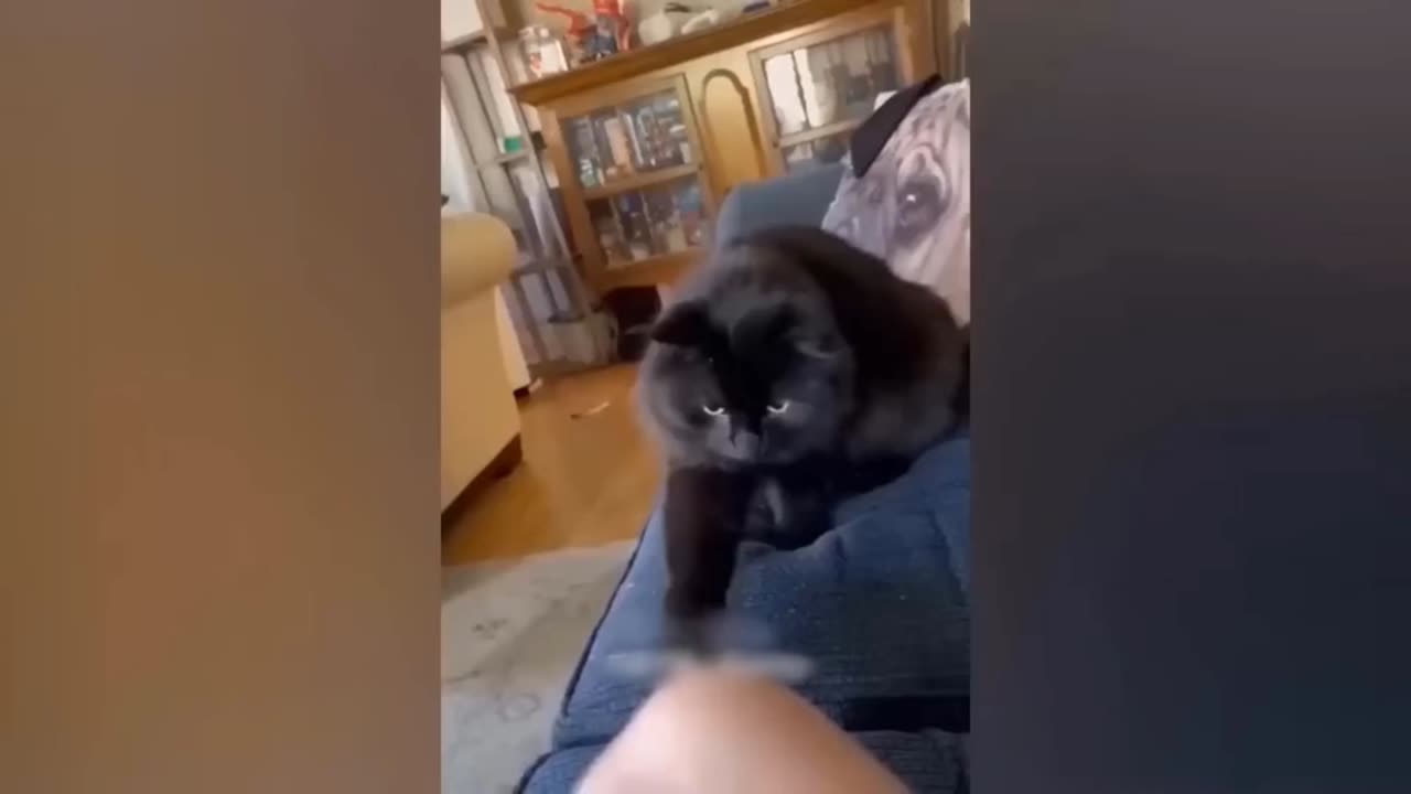 Funny cat and dogs video
