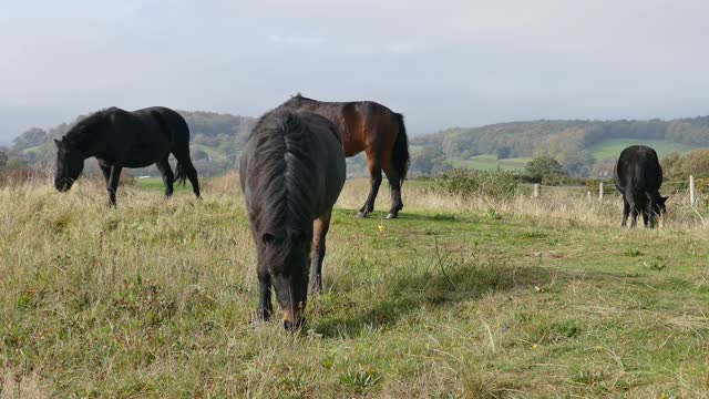 THE MOST BEAUTIFUL HORSES IN THE WORLD