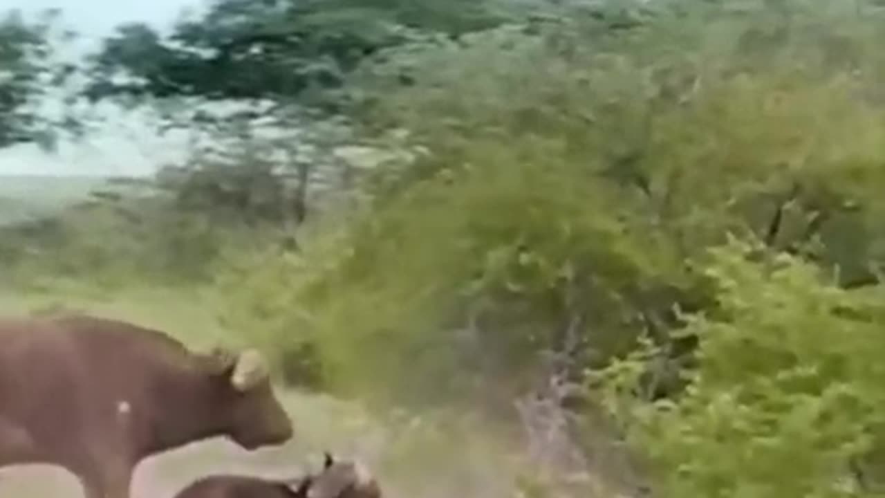 Wild animals_ fight amazing video_