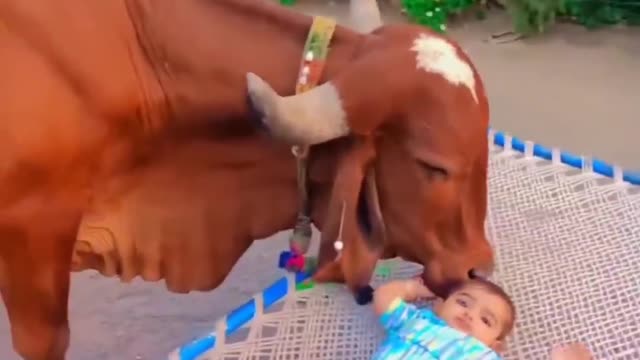 Cow Funn in little Cute baby