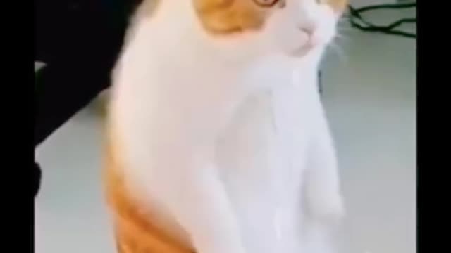 Best_funny_animals_video😝🤣😂