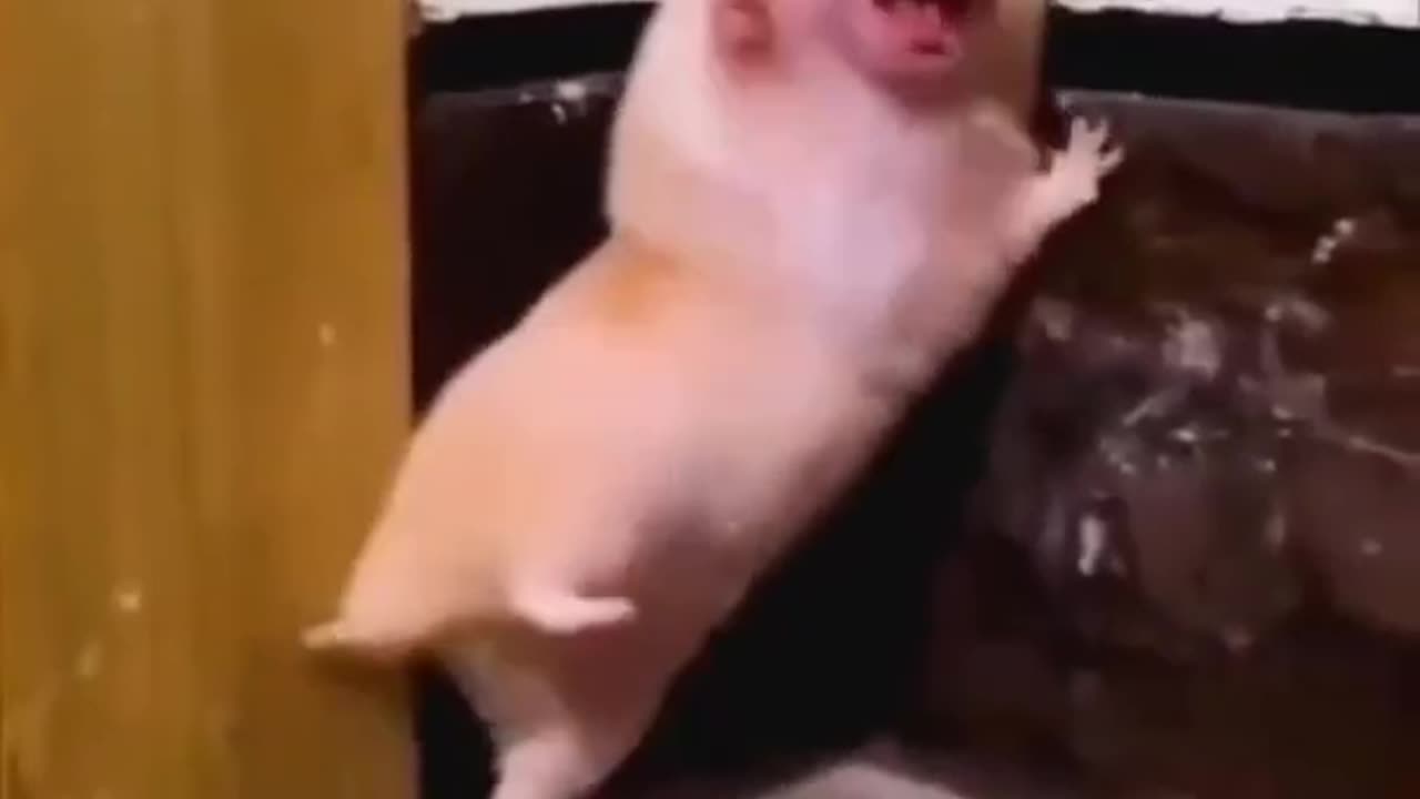 FUnny cat video
