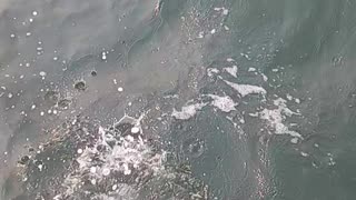 Short fluke