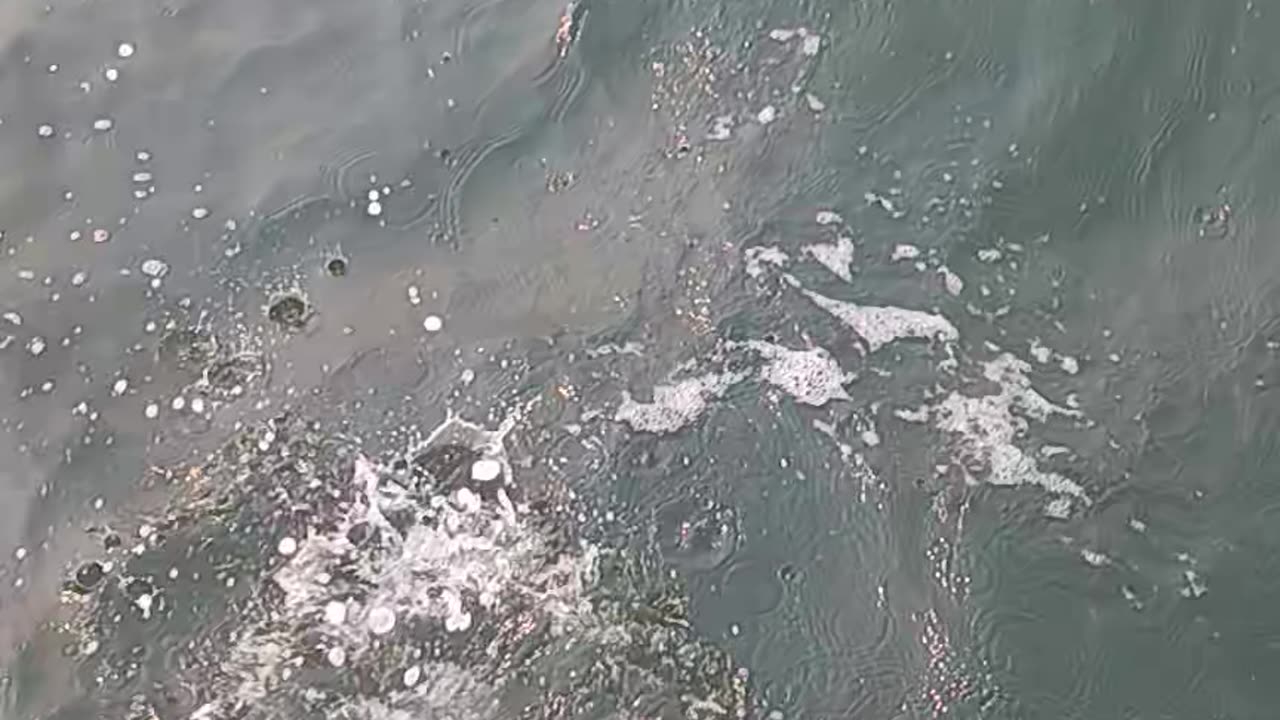 Short fluke