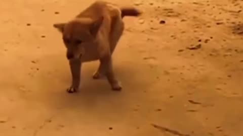 Wonderful video dogs dancing 😍 
