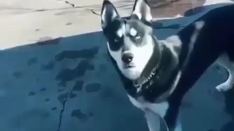 Funny Dog Videos 2022 😁 Funniest Stubborn Husky Dog Videos 😁😇 Best Funny Animal Videos 2022 😺