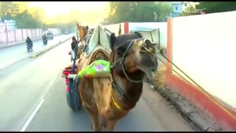 Thar Desert|| Animals Thar Desert|| dresrt video