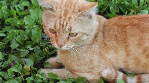 Tangerine cat
