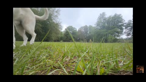 White German shepherd's Battle