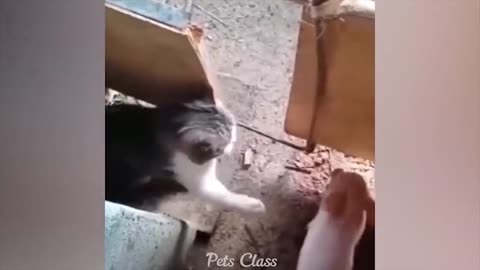 🙉 Funny Dogs, Cats and Animals Videos 🤩 TRY Not to Laugh!