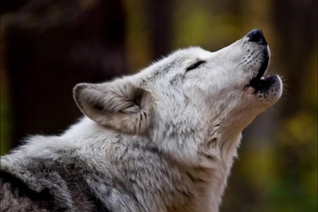 Voice of the wolf🐺🐺🐺صوت الذئب