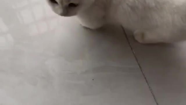 Just eat cats